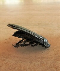 Panesthiinae
