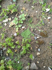 Callitriche terrestris