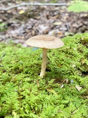 Lactarius griseus