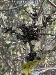 Cystotheca lanestris