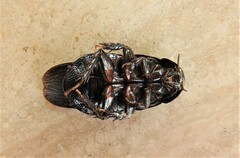 Panesthiinae