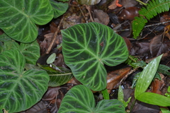 Philodendron verrucosum image
