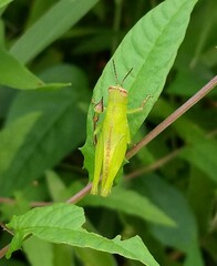 Pseudoxya diminuta