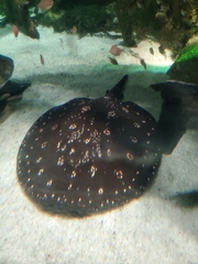 Potamotrygon leopoldi