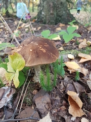 Leccinum alaskanum