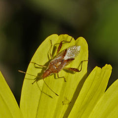 Harmostes reflexulus