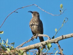 Toxostoma curvirostre