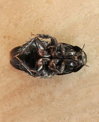 Panesthiinae
