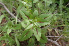 Clarkia