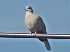 Streptopelia decaocto