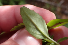 Clarkia