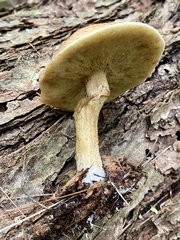Suillus acidus
