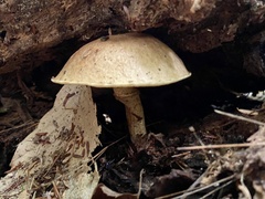 Suillus acidus