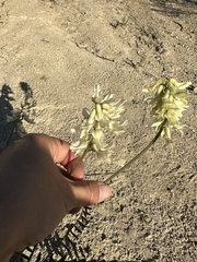 Astragalus trichopodus