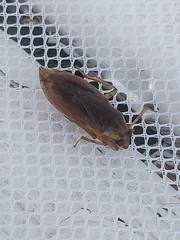 Belostoma