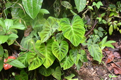 Philodendron verrucosum image