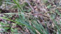 Carex brunnea