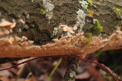 Steccherinaceae