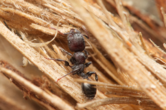 Podomyrma maculiventris