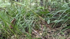 Carex brunnea
