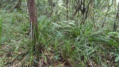Carex brunnea