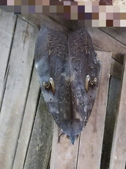 Phyllodes consobrina