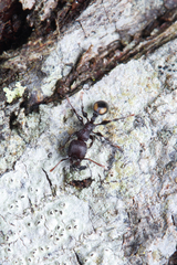 Podomyrma maculiventris
