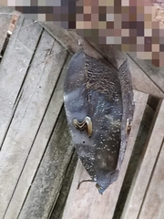 Phyllodes consobrina