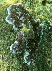 Montipora flabellata