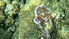 Montipora flabellata