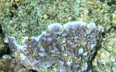 Montipora flabellata