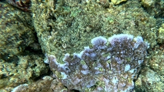 Montipora flabellata
