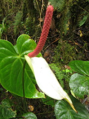 Araceae