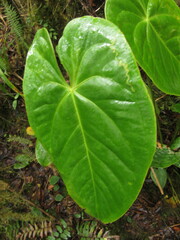 Araceae
