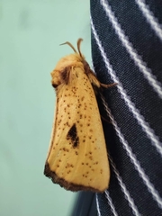 Antheua exanthemata