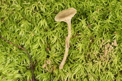 Hydropus praedecurrens