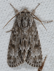 Acronicta longa