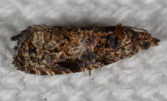 Endothenia hebesana