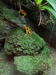 Atelopus zeteki