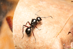 Polyrhachis australis