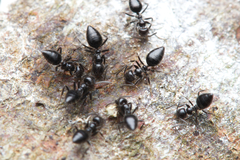 Technomyrmex sophiae