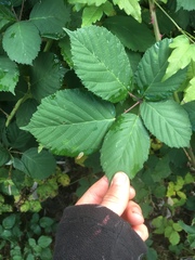 Candicantes