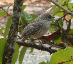 Mimus gundlachii