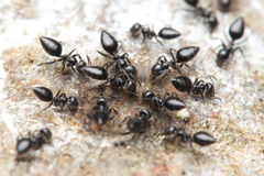 Technomyrmex sophiae