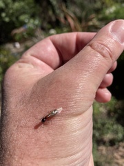 Camponotus clarithorax
