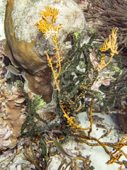 Azurina multilineata