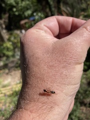 Camponotus clarithorax