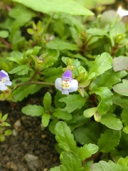 Mazus pumilus