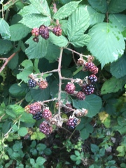 Candicantes
