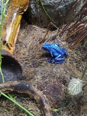 Dendrobates tinctorius